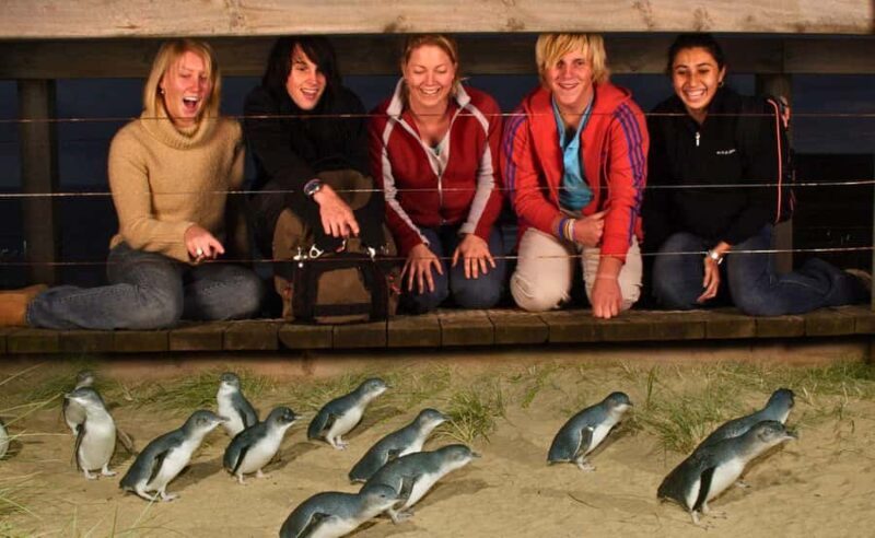 Phillip Island Penguin Parade Afternoon Tour from Melbourne - Who Should Consider This Tour?