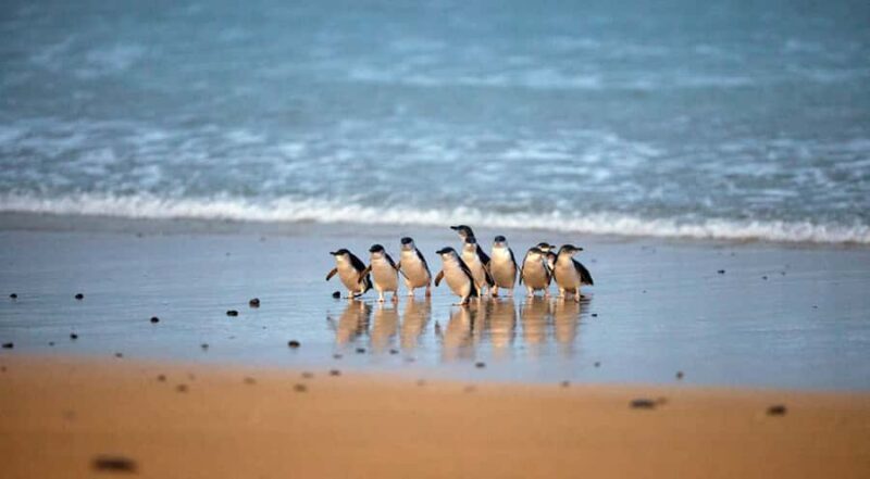 Phillip Island: Penguin Parade and Multi Attraction Pass - Key Points
