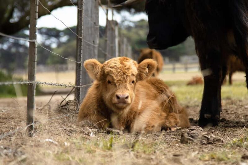 Phillip Island: Penguin Parade and Multi Attraction Pass - Authenticity and Visitor Feedback