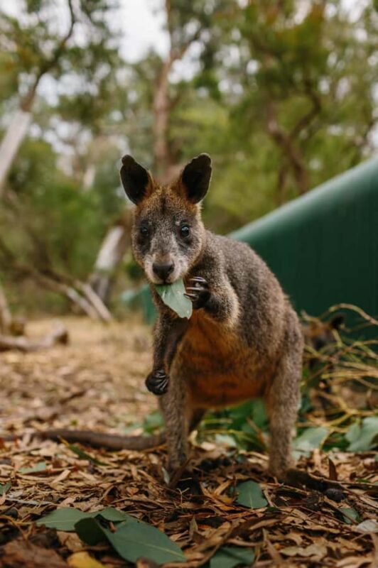 Phillip Island: Penguin Parade and Multi Attraction Pass - Final Thoughts: Who Will Love This Tour?