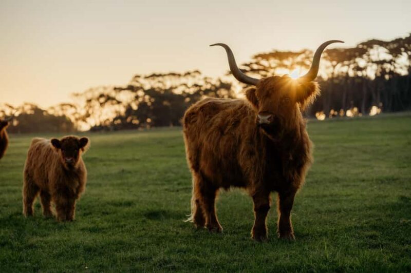 Phillip Island: Penguin Parade and Multi Attraction Pass - FAQ