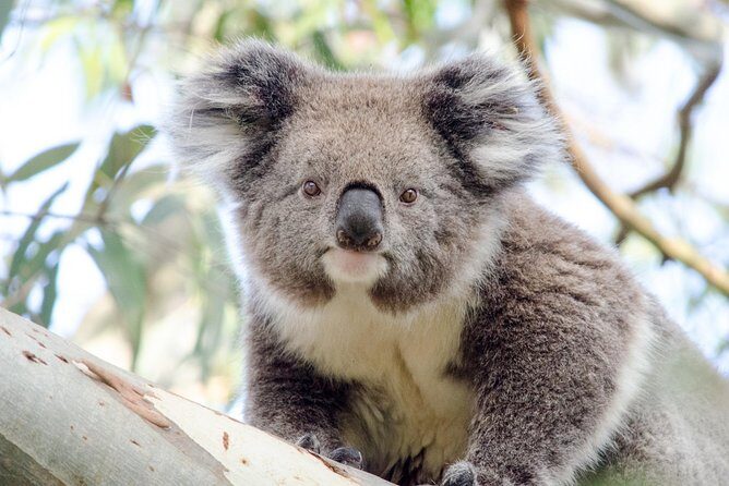 Phillip Island Penguin Parade Day Trip with Koalas from Melbourne - What Youll Experience and Why It Matters