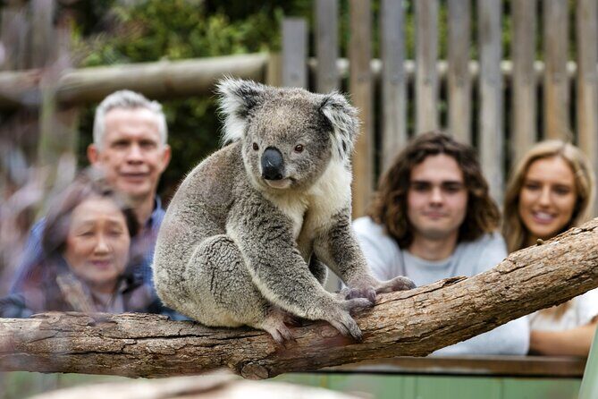 Phillip Island Penguin Parade, Wildlife and Beach Boxes Bus Tour - The Experience at Each Stop