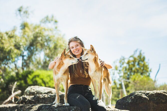 Phillip Island Penguin Parade, Wildlife and Beach Boxes Bus Tour - FAQ
