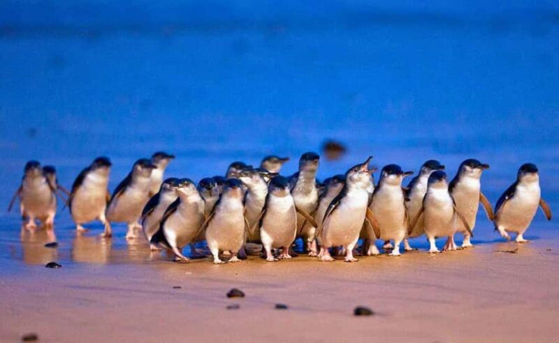Phillip Island Penguin Parade with Expert Local Guide - Final Thoughts: Who Is This Tour For?