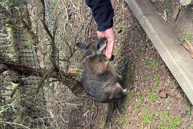 Phillip Island Penguins and Moonlit Sanctuary Private Day Tour - What Makes This Tour Stand Out?