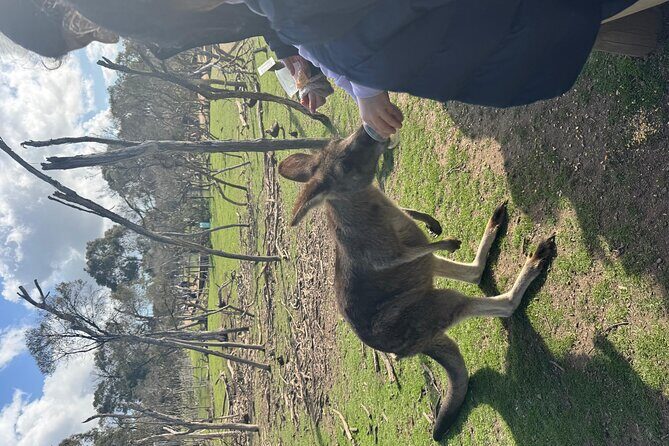 Phillip Island Penguins and Moonlit Sanctuary Private Day Tour - The Sum Up