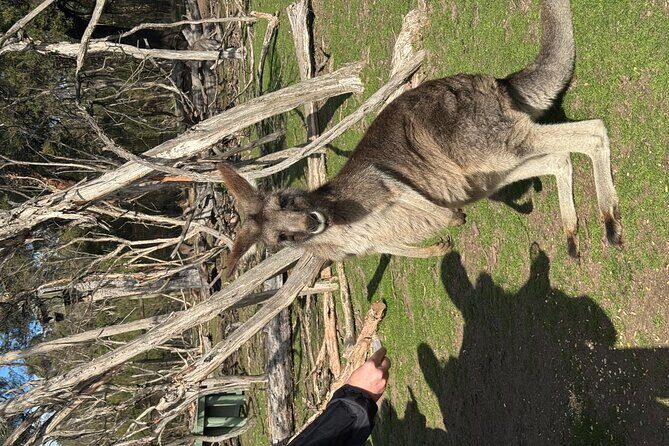 Phillip Island Penguins and Moonlit Sanctuary Private Day Tour - FAQ