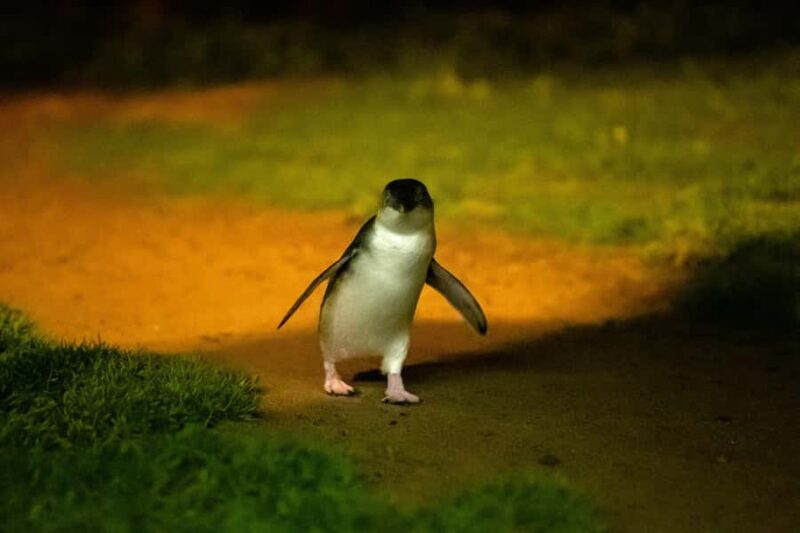 Phillip Island: Penguins and Wildlife Full-Day Tour - Starting Point and Transportation