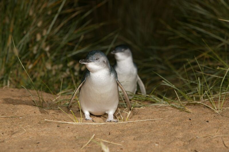 Phillip Island: Penguins and Wildlife Full-Day Tour - The Penguin Parade: The Main Event