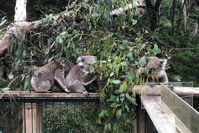 Phillip Island Penguins Private Adventure - Who Will Love This Tour?