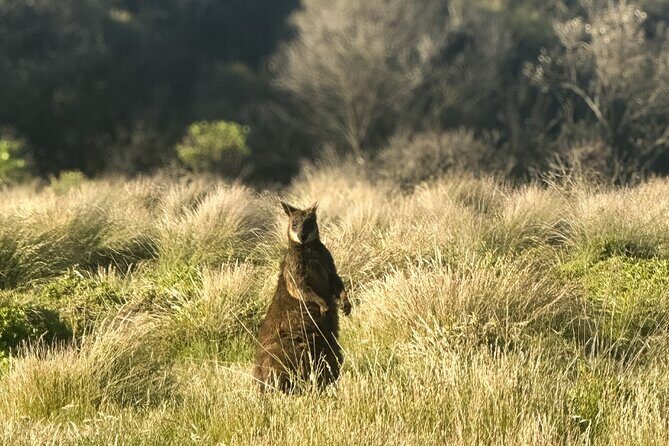 Phillip Island Penguins & Wildlife Day Tour from Melbourne - Who is this tour best for?