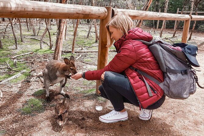Phillip Island Penguins & Wildlife Day Tour from Melbourne - Key Points
