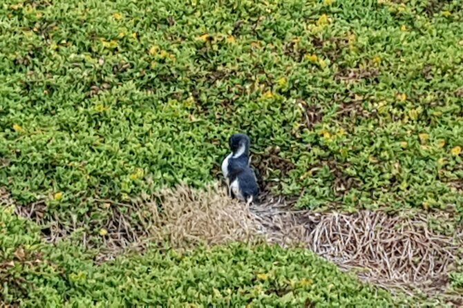 Phillip Island Private Experience - A Closer Look at the Itinerary