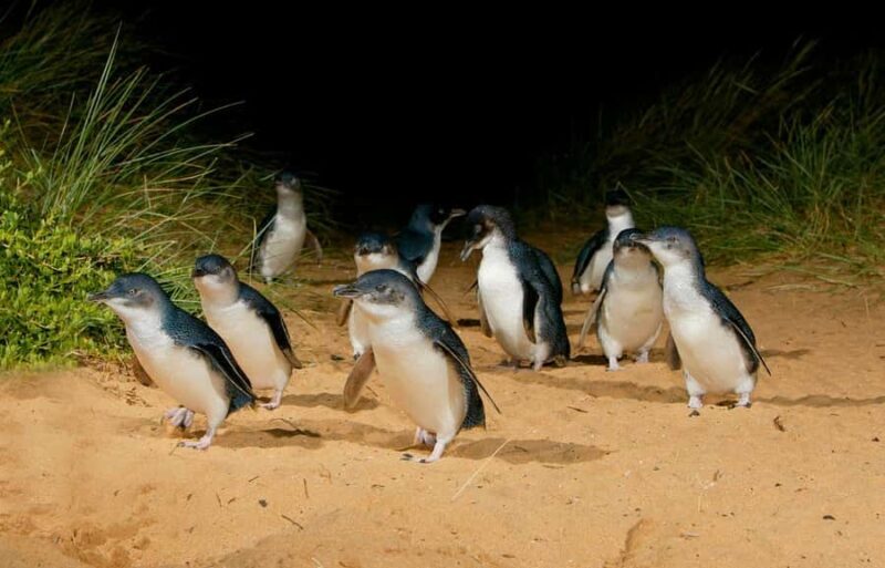 Phillip Island: Private Guided Tour with Penguin Parade - Analyzing the Value