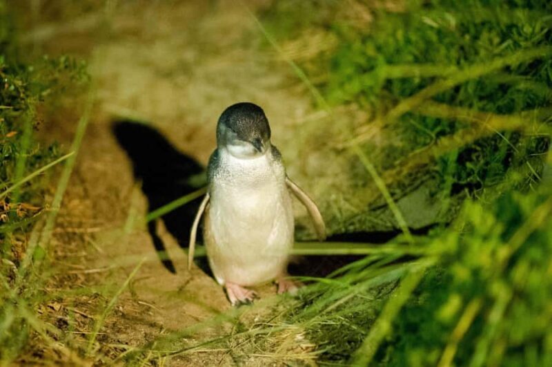 Phillip Island: Private Guided Tour with Penguin Parade - Frequently Asked Questions