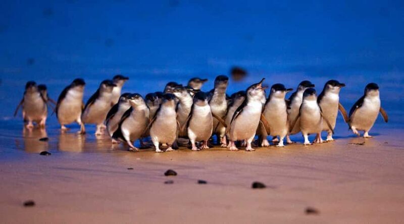 Phillip Island: Private Tour with Penguin Parade - Introduction: An All-in-One Day Trip to Phillip Island