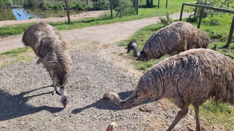 Phillip Island: Private Tour with Penguin Parade - The Practicalities: What’s Included and What’s Not