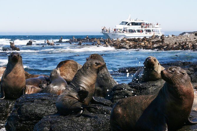 Phillip Island Seal-Watching Cruise - An In-Depth Look at the Phillip Island Seal-Watching Cruise