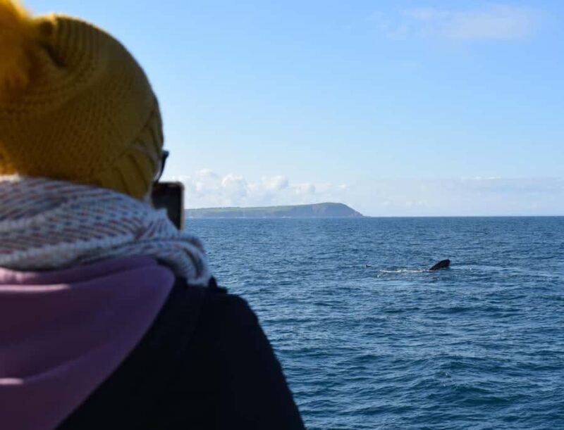 Phillip Island: Whale Watching Boat Tour - Key Points