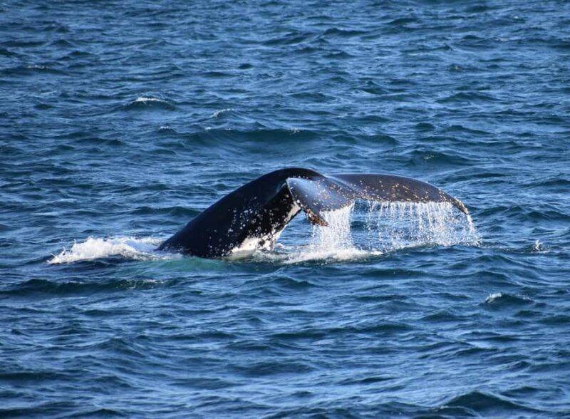Phillip Island: Whale Watching Boat Tour - The Experience in Detail