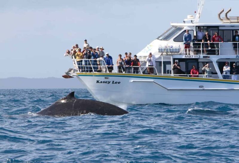 Phillip Island: Whale Watching Boat Tour - Final Thoughts