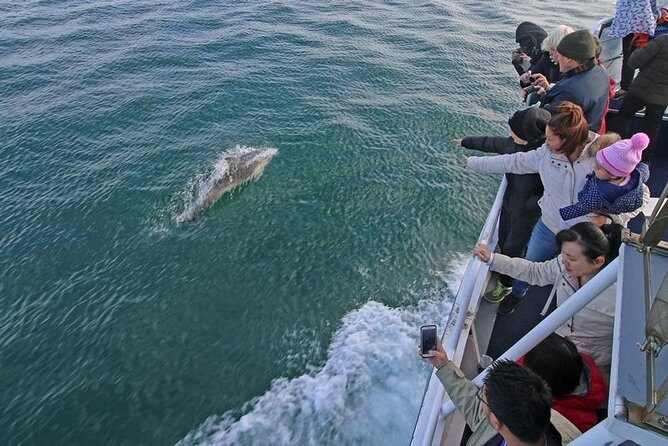 Phillip Island Whale Watching Tour - The Overview: A Coastal Marine Adventure