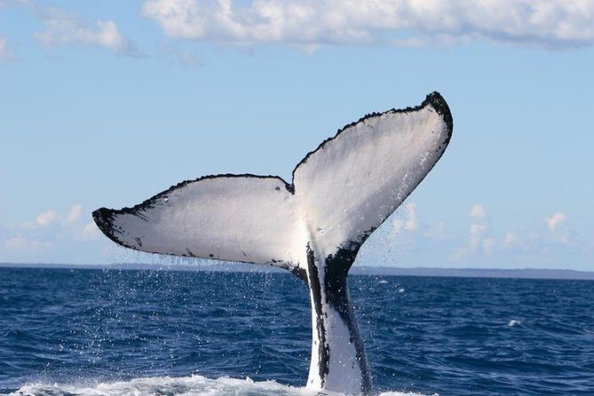 Phillip Island Whale Watching Tour - Authentic Experiences from Past Travelers