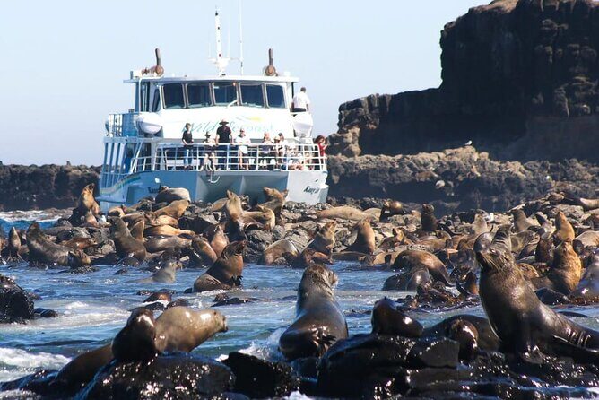 Phillip Island Wildlife Cruise and Penguin Tour from Melbourne - Key Points