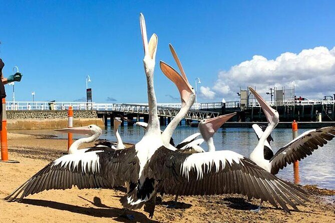 Phillip Island Wildlife Cruise and Penguin Tour from Melbourne - Frequently Asked Questions