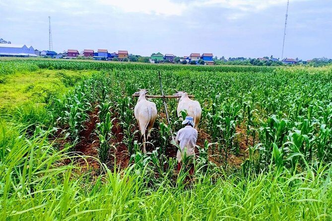 Phnom Penh Countryside Cycle Tour - The Sum Up: Who Will Love This Tour?