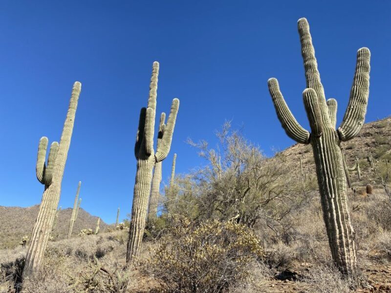 Phoenix: Amazing Two-Hour Guided Hike in the Sonoran Desert - The Value and Pricing