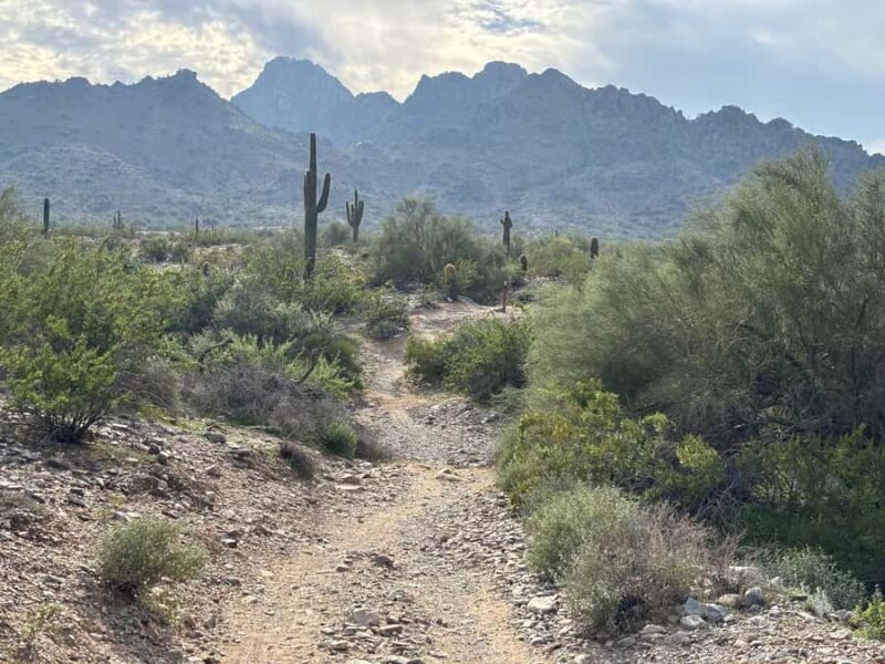 Phoenix: Guided Mountain Bike Adventure in Sonoran Desert - Introduction: Why a Mountain Bike Tour of the Sonoran Desert?