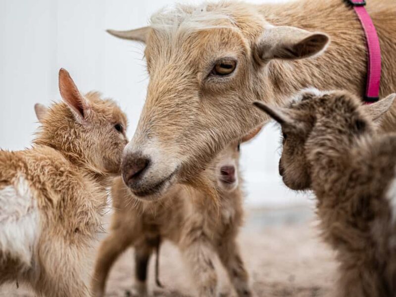 Phoenix Zoo Admission Ticket - The Conservation Message