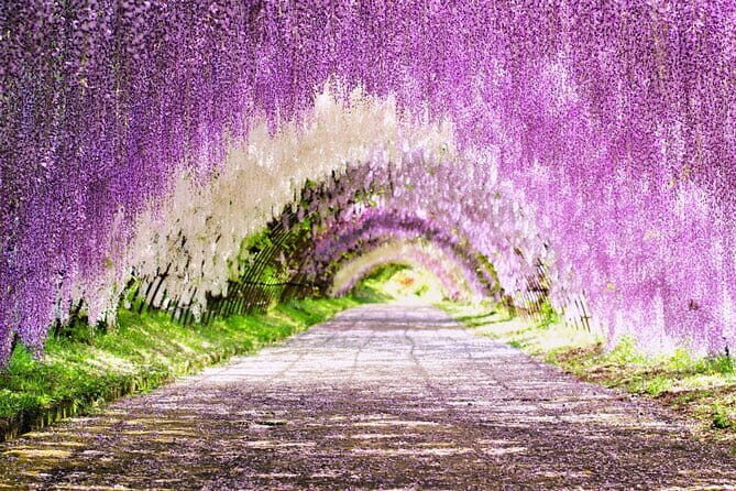 Photogenic Kawachi Wisteria Garden Day Private Tour from Fukuoka - Exploring the Photogenic Kawachi Wisteria Garden Day Private Tour from Fukuoka