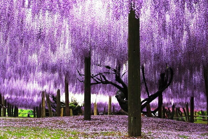 Photogenic Kawachi Wisteria Garden Day Private Tour from Fukuoka - Key Points