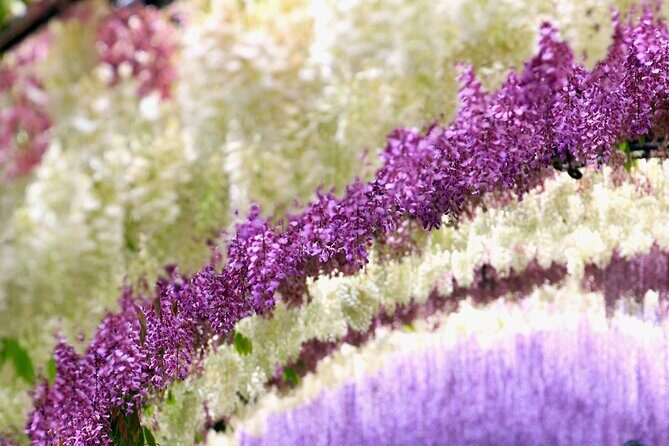 Photogenic Kawachi Wisterias Garden Day Bus Tour from Fukuoka - Key Points