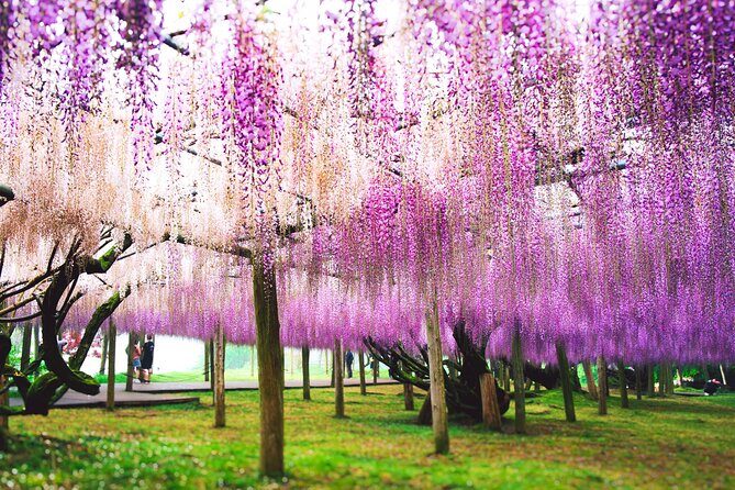 Photogenic Kawachi Wisterias Garden Day Bus Tour from Fukuoka - Practical Tips for the Tour