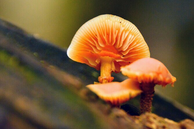 Photography in Rainforest & Suspension Bridge - Price and Overall Value