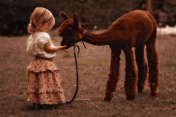 Photoshoot with Alpacas and Farm Experience near Seattle - The Photo Opportunity