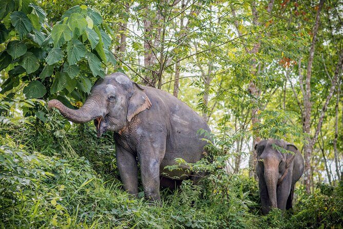 Phuket Elephant Sanctuary Canopy Walkway Tour - The Itinerary in Detail