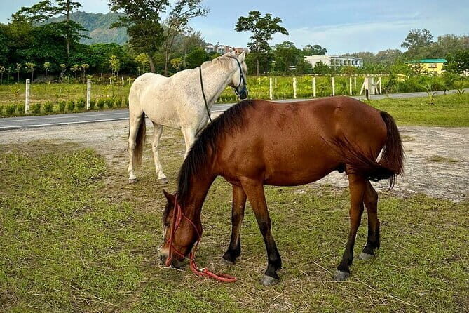 Phuket Golden Sunset Horseback Ride with Palai Beach Views - What You Can Expect from the Horseback Ride