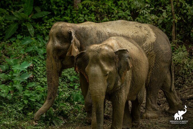 Phuket: Hidden Forest Elephant Reserve Guided Tour with Lunch - Key Points