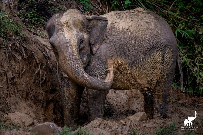 Phuket: Hidden Forest Elephant Reserve Guided Tour with Lunch - FAQ