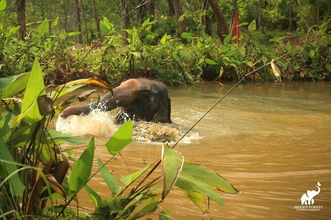 Phuket: Hidden Forest Elephant Reserve Guided Tour with Lunch - Final Thoughts