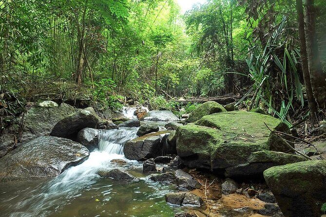 Phuket Jungle Trekking Experience at Khao Phra Taew National Park - An In-Depth Look at the Jungle Trekking Adventure