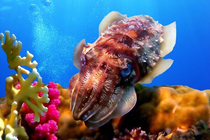 Phuket Scuba Diving and Snorkeling Offshore 2 Islands Full-Day by Speed Boat - Who Should Consider This Tour?