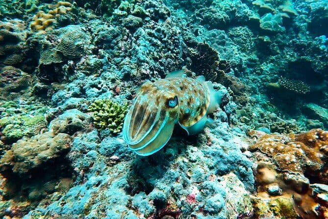 Phuket Scuba Diving Maiton Private Island Small Group or Snorkel - The Experience from a Traveler’s Perspective