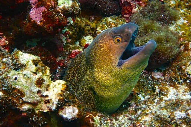Phuket Scuba Diving Maiton Private Island Small Group or Snorkel - Who Should Consider This Tour?