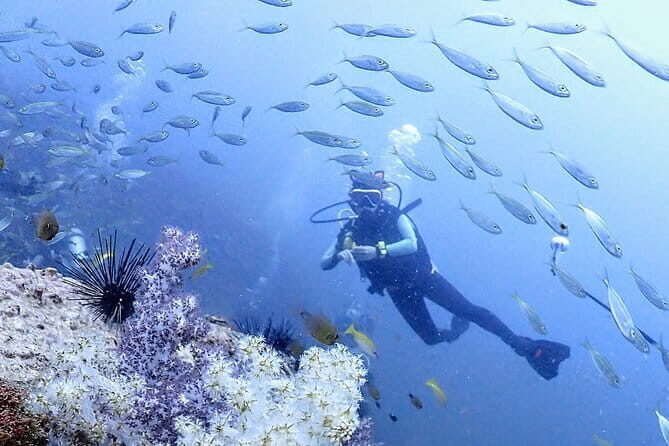Phuket Scuba Diving Tour with Transportation - A Closer Look at the Tour Experience